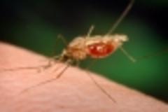 west nile virus now spreading across europe, all thanks to climate change